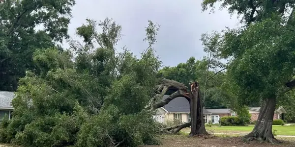A fallen tree across a front yard