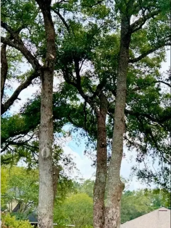 The same oaks trimmed and lifted
