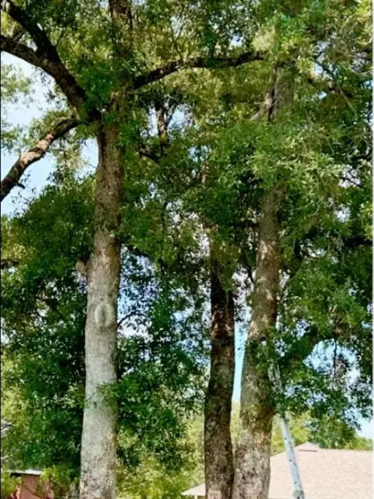 Oak trees with low, heavy limbs