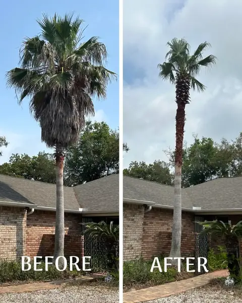 A palm tree before and after trimming