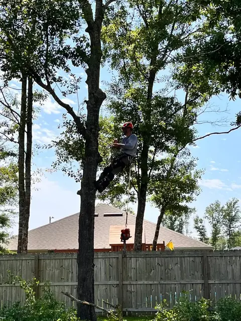 A Log Hog climber high in a tall tree above a backyard fence