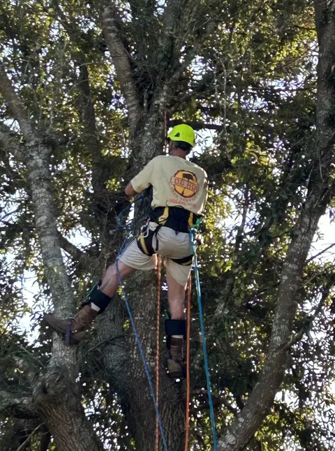 A Log Hog climber roped into an oak
