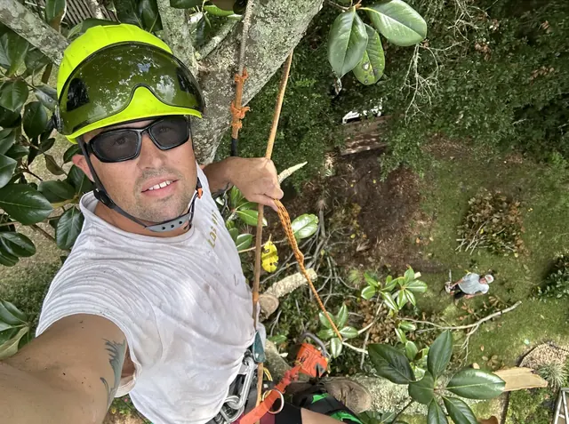 Dave up in a tree with his helmet and climbing gear