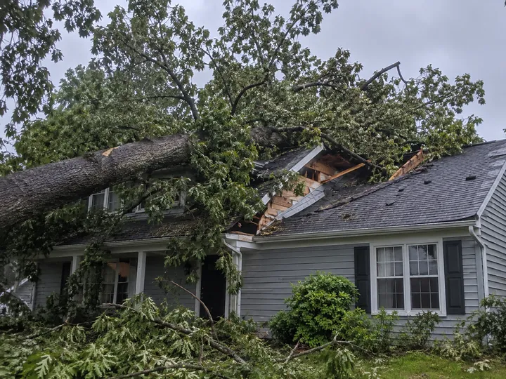 A large oak that fell onto the roof of a house during a storm
