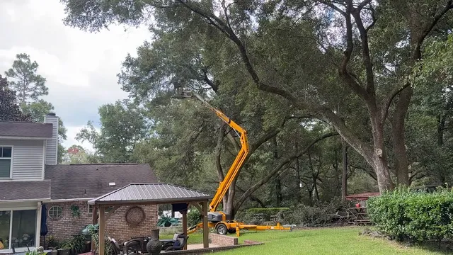 Log Hog's lift raised into a big live oak