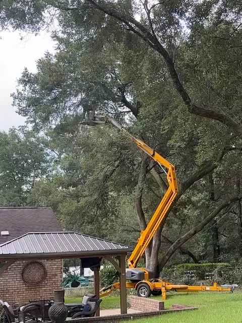Log Hog's lift raised into a big live oak