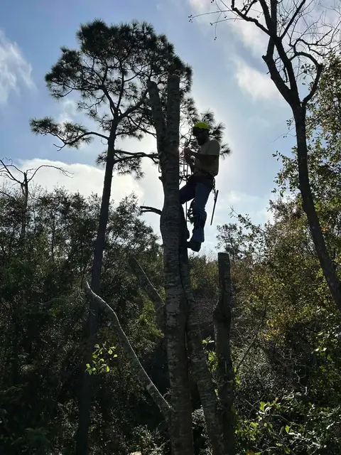 Log Hog climbing a tall pine to take it down in sections