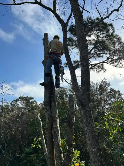 A Log Hog climber taking a tall pine down in sections