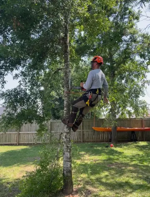 Log Hog climbing a backyard tree to trim it